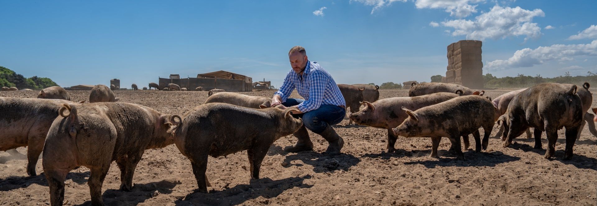 Ally Butler a farmer and his free range pigs